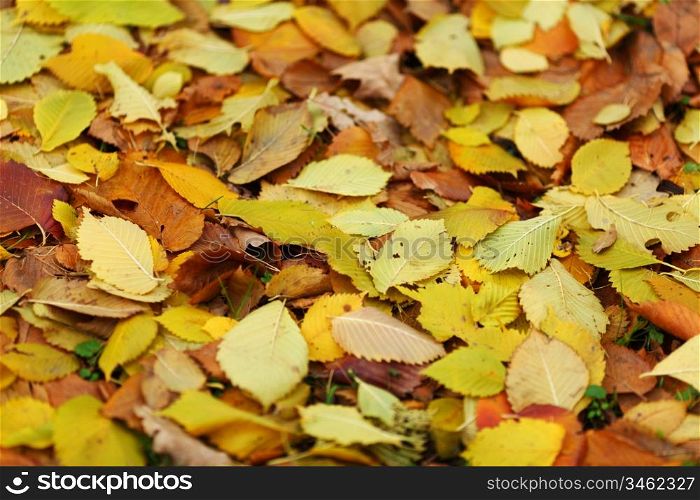 water drop on orange autumn leaf