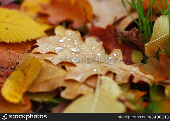 water drop on orange autumn leaf