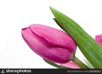 water drop on pink tulip isolated on white