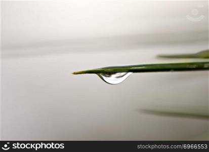 Water Drop on Plant morning dew Canada