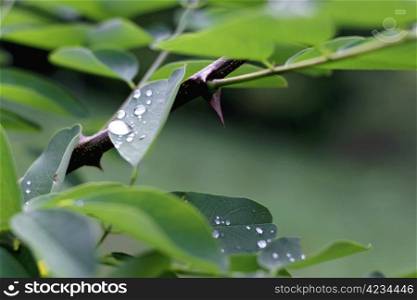 Water drop on the green leaves after rain
