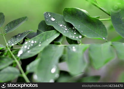 Water drop on the green leaves after rain