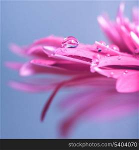 Water drop on the pink flower over blue background