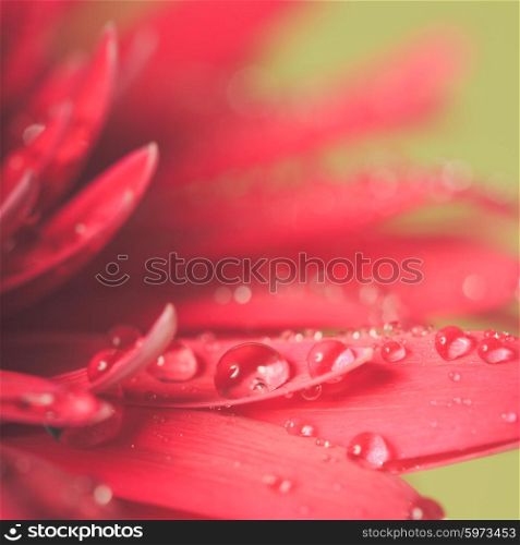 Water drop on the pink flower over green background. Water drop on flower