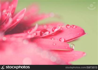 Water drop on the pink flower over green background. Water drop on flower