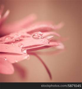 Water drop on the pink flower, very close up