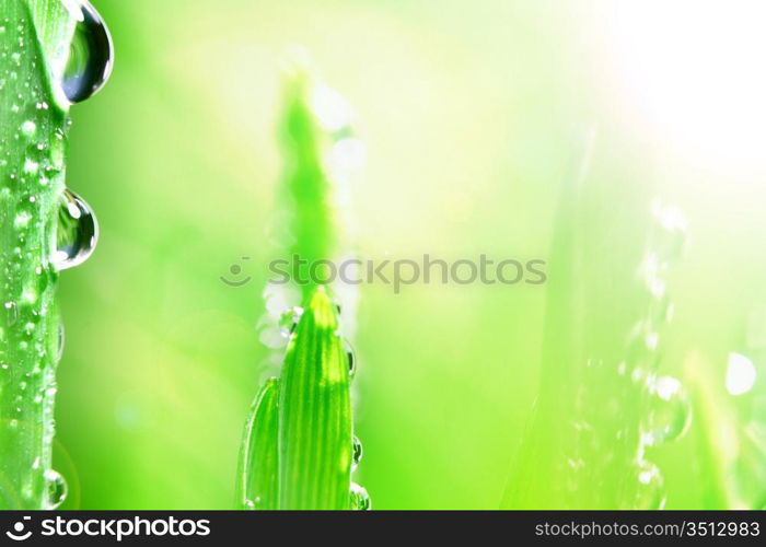 water drop shine in sun light