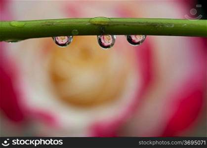 Water droplet on a flower