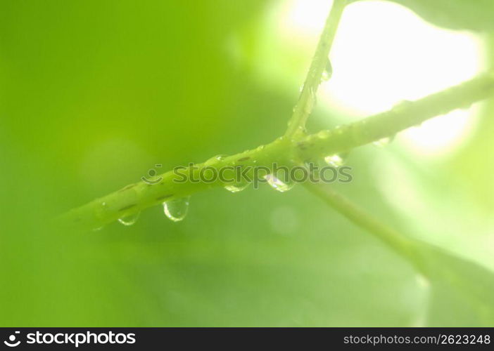 Water droplets