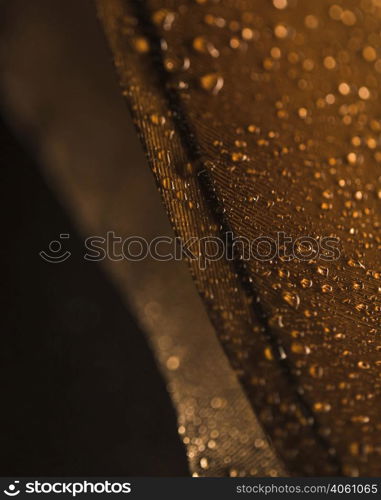 water droplets brown feather surface against blurred backdrop
