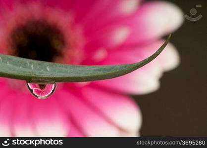 Water droplets on a flower