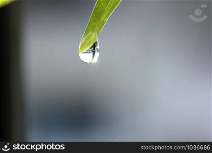 Water droplets on a leaf tip