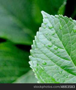 Water droplets on a lush green leaf