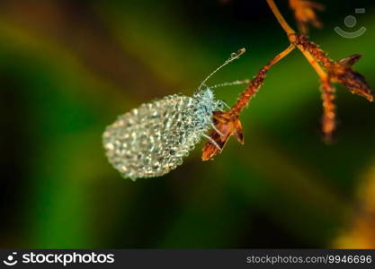 Water droplets on butterflies, Leptosia nina on flowers,