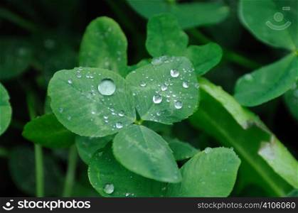Water droplets on clover