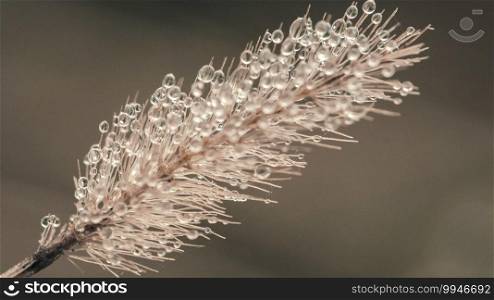 Water droplets on grass flowers.Water droplets on morning pollen, dew on grass