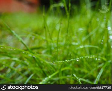 Water droplets on grass from rain at early morning up close