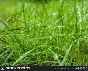 Water droplets on grass from rain at early morning up close