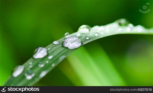 Water droplets on grass in the morning