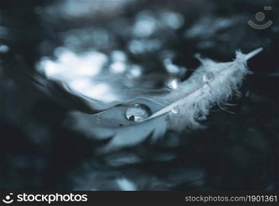 Water droplets on nature duck feather floating on steam with blurry reflection of light background, Shallow depth of field rain drops on texture fluffy wings of bird in monotone colour