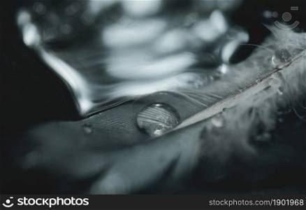 Water droplets on nature duck feather floating on steam with blurry reflection of light background, Shallow depth of field rain drops on texture fluffy wings of bird in black and white colour