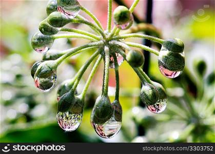 Water droplets on plants