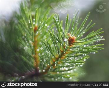 water droplets on the pine