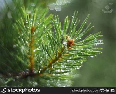 water droplets on the pine