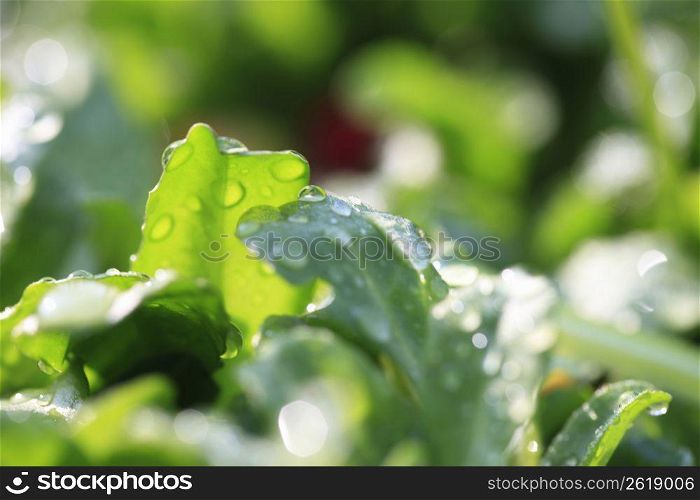 Water drops and Green leaf