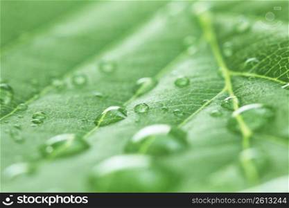 Water drops and Leaf
