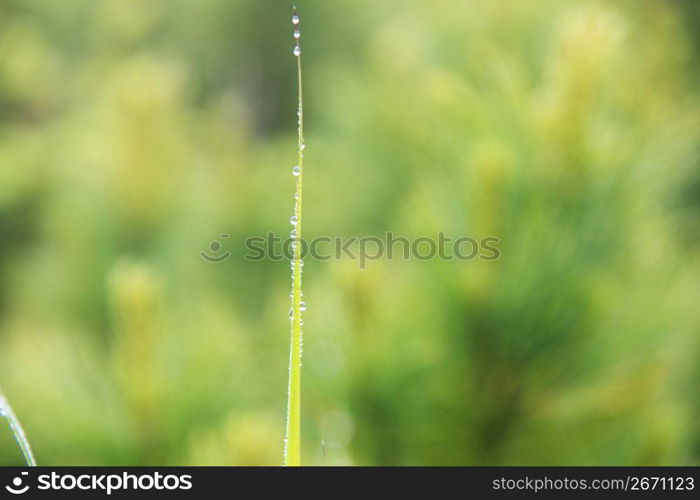 Water drops and Steller&acute;s sea lion pine