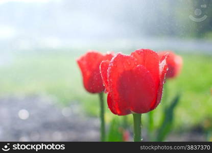 Water drops, morning dew on fresh blooming red tulips in the spring garden