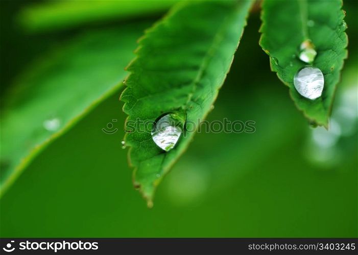 Water drops on a green grass