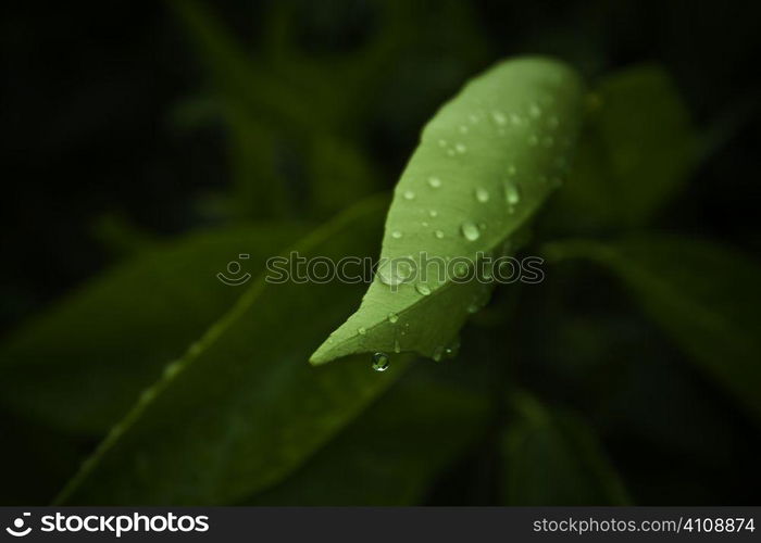 Water drops on a green leaf