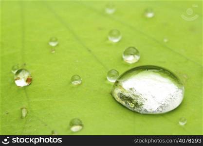 Water drops on a water lily leaf