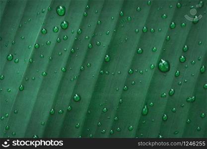 Water drops on banana leaf background