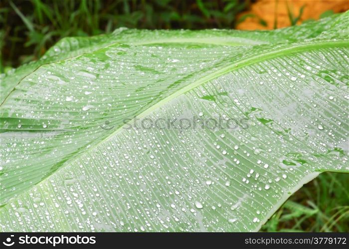 Water drops on banana leaves with a beautiful shape