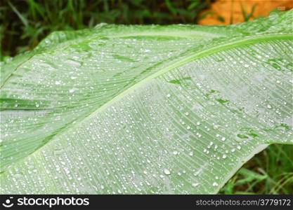 Water drops on banana leaves with a beautiful shape