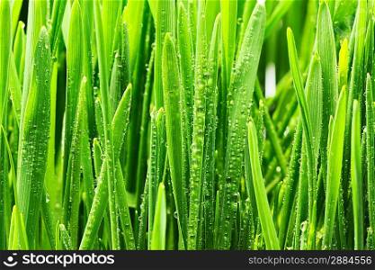 Water drops on blades of grass