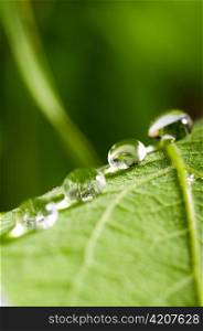 water drops on fresh green leaf on blurred background