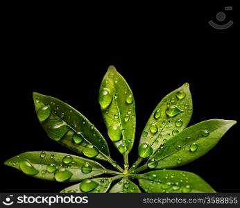 Water drops on fresh green leaves. Isolated on black background