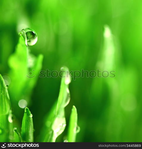 water drops on grass blade nature background