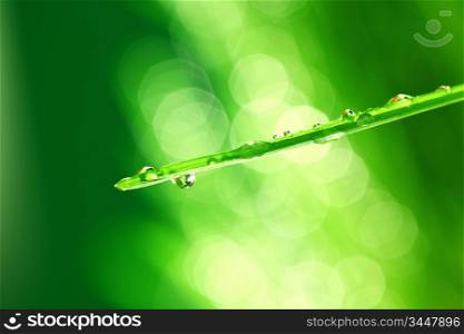 water drops on grass blade nature background