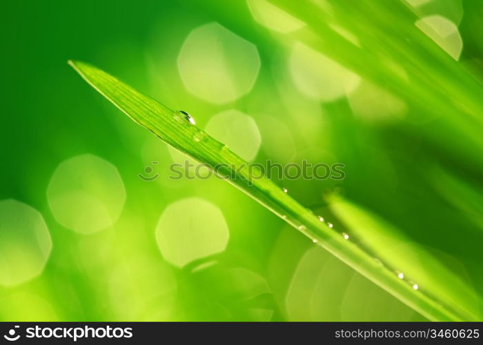 water drops on grass blade nature background