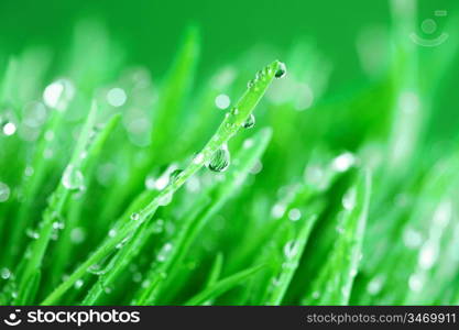 water drops on grass blade nature background