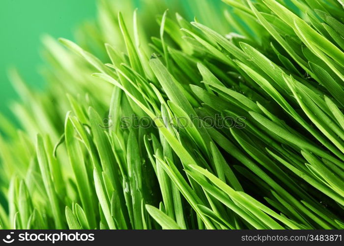 water drops on grass blade nature background