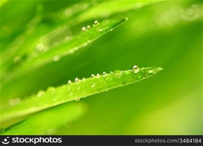 water drops on grass blade nature background