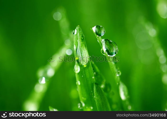 water drops on grass blade nature background