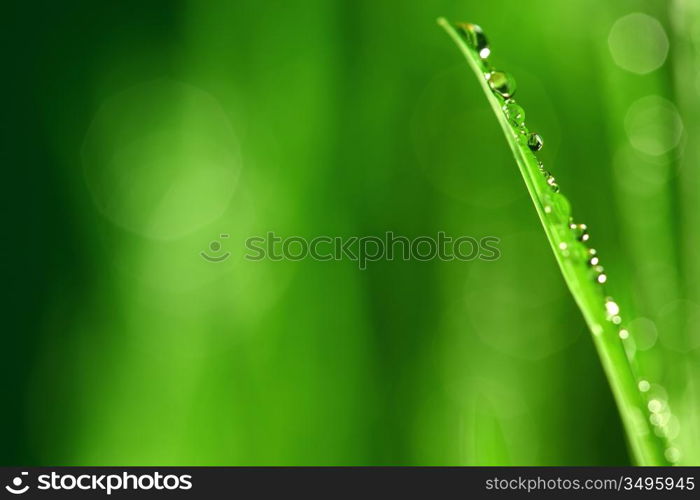 water drops on grass blade nature background