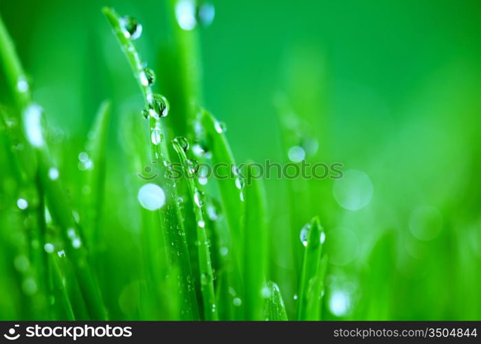 water drops on grass blade nature background